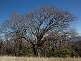 Sugar Loaf Ridge 013